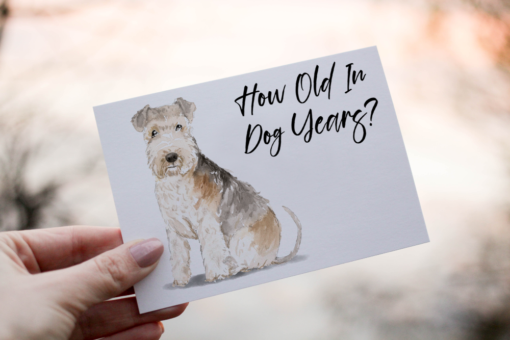 Lakeland Terrier Dog Birthday Card, Dog Birthday Card - Click Image to Close